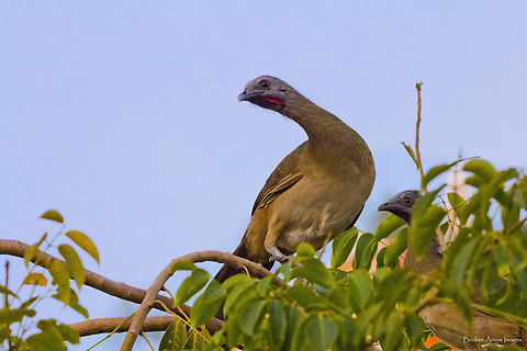 Plain Chachalaca 2022-09-28 Plain Chachalaca photographed in Puerto Morelos, Quintana Roo, Mexico, 28 Sept 2022. Fall,Geotagged,Mexico,Ortalis vetula,Plain chachalaca
