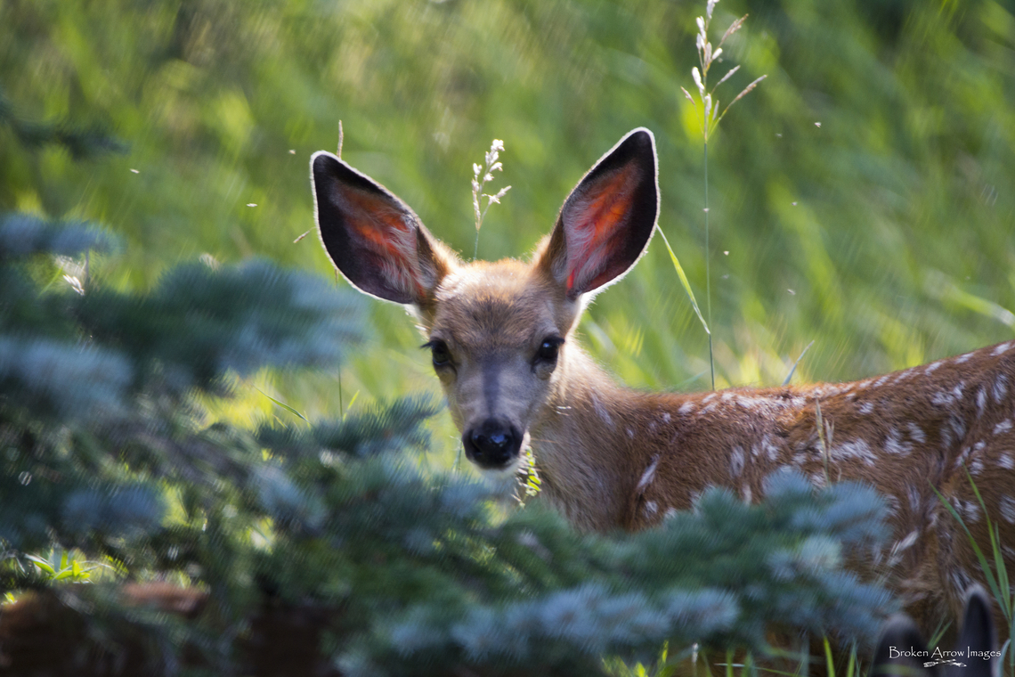 Mule Deer Fawn, Calgary, Alberta, Canada, 24 Aug 2021  Canada,Geotagged,Mule Deer,Odocoileus hemionus,Summer