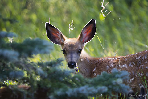 Mule Deer Fawn, Calgary, Alberta, Canada, 24 Aug 2021  Canada,Geotagged,Mule Deer,Odocoileus hemionus,Summer