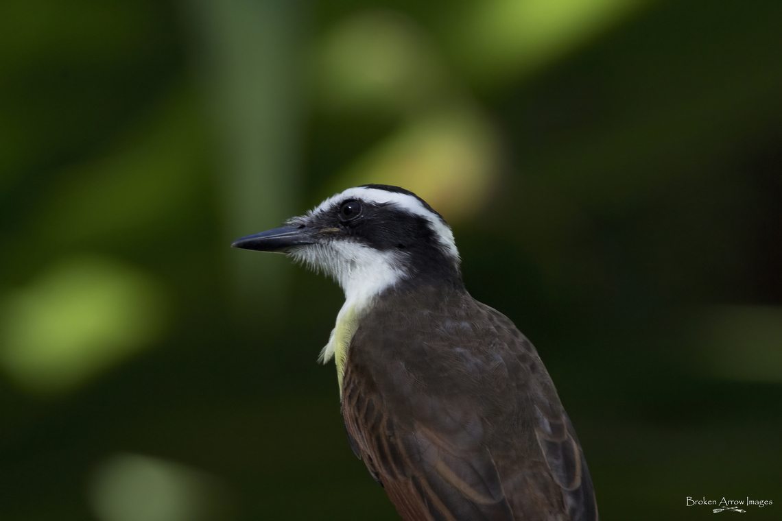 Great Kiskadee, Puerto Morelos, Mexico, 23 Sept 2022 Great Kiskadee photographed in Puerto Morelos, Quintana Roo, Mexico, 23 Sept 2022. Photographed in the back yard of the villa we were staying at. Fall,Geotagged,Great kiskadee,Mexico,Pitangus sulphuratus