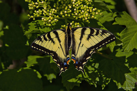 Canadian Tiger Swallowtail, Smiths Falls, Ontario, Canada 27 May 2021 Canadian Tiger Swallowtail butterfly photographed on the outskirts of Smiths Falls, Ontario, Canada on 27 May 2021. I'd seen two Trumpeter Swans fly overhead while driving into town from the cottage to get groceries earlier in the day, so I went back later hoping to see them again and get photos. I did, but also came across this butterfly so this was a lucky bonus. Canada,Canadian Tiger Swallowtail,Geotagged,Papilio canadensis,Spring