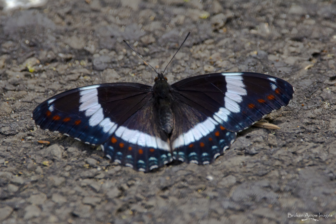White Admiral butterfly, top view, Ottawa, Canada, 8 Jun 2021 White Admiral butterfly, top view, photographed on Dolman Ridge Road in Ottawa, Ontario, Canada on 8 Jun 2021. The top and underside of its wings look significantly different, so I am posting a shot of each. Canada,Geotagged,Limenitis arthemis,Limenitis camilla,Red-spotted purple,Spring,White admiral