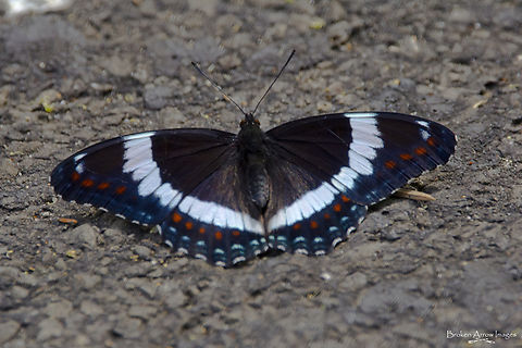 White Admiral butterfly, top view, Ottawa, Canada, 8 Jun 2021 White Admiral butterfly, top view, photographed on Dolman Ridge Road in Ottawa, Ontario, Canada on 8 Jun 2021. The top and underside of its wings look significantly different, so I am posting a shot of each. Canada,Geotagged,Limenitis arthemis,Limenitis camilla,Red-spotted purple,Spring,White admiral