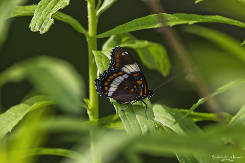 White Admiral butterfly underwing view, Ottawa, Canada, 8 Jun 2021 White Admiral butterfly, underside view, photographed on Dolman Ridge Road in Ottawa, Ontario, Canada on 8 Jun 2021. The top and underside of its wings look significantly different, so I am posting a shot of each. Canada,Geotagged,Limenitis arthemis,Red-spotted purple,Spring