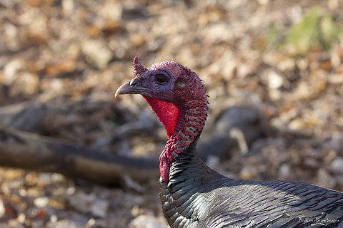 Wild Turkey, Ottawa, Canada, 15 Apr 2023 Wild Turkey photographed on Mud Lake Trail in Ottawa, Ontario, Canada on 15 Apr 2023. This shot clearly shows the snood (the little "horn" above its beak), the waddle (the backlit flap of skin on its neck), and the caruncles (the red blobs at the bottom of its neck). Canada,Geotagged,Meleagris gallopavo,Spring,Wild turkey
