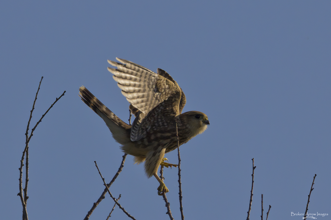 Merlin, Calgary, Canada, 24 Aug  2021 Female merlin photographed at the Inglewood Wildlands in Calgary, Alberta, Canada on 24 Aug 2021. Canada,Falco columbarius,Geotagged,Merlin,Summer