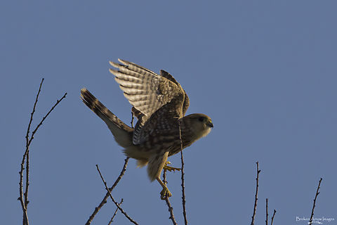 Merlin, Calgary, Canada, 24 Aug  2021 Female merlin photographed at the Inglewood Wildlands in Calgary, Alberta, Canada on 24 Aug 2021. Canada,Falco columbarius,Geotagged,Merlin,Summer