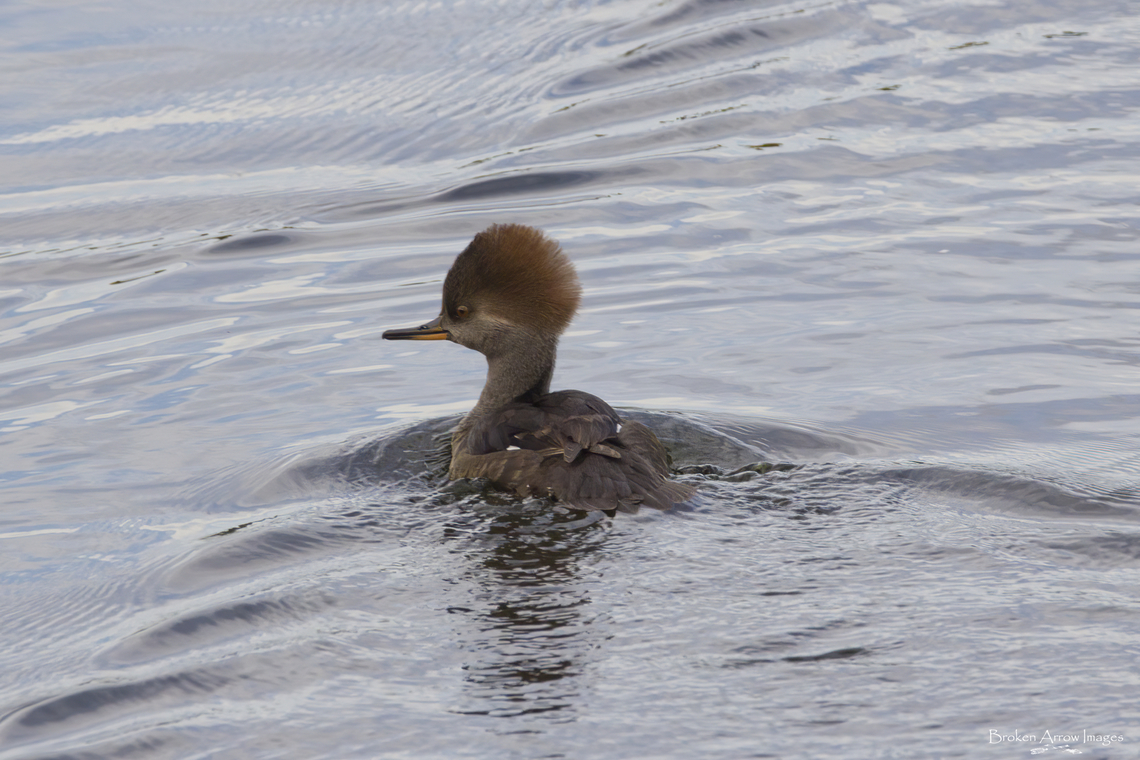 Female Hooded Merganser, Ottawa, Canada 26 Oct 2022 Female Hooded Merganser photographed at the Sawmill Creek Settling Ponds in Ottawa, Ontario, Canada on 26 Oct 2022. Canada,Fall,Geotagged,Hooded Merganser,Lophodytes cucullatus