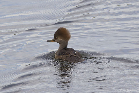 Female Hooded Merganser, Ottawa, Canada 26 Oct 2022 Female Hooded Merganser photographed at the Sawmill Creek Settling Ponds in Ottawa, Ontario, Canada on 26 Oct 2022. Canada,Fall,Geotagged,Hooded Merganser,Lophodytes cucullatus