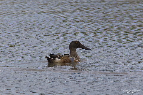 Northern Shoveler, Ottawa, Canada, 26 Oct 2022 Northern Shoveler photographed at the Sawmill Creek Settling Ponds in Ottawa, Ontario, Canada on 26 Oct 2022. Canada,Fall,Geotagged,Northern shoveler,Spatula clypeata