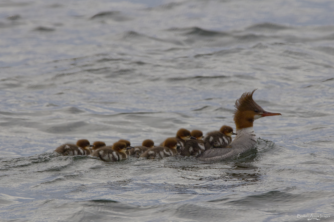 Female Common Merganser with chicks, Ontario, Canada, 26 May 2021 Female Common Merganser with chicks, O'Meara's Bay on Big Rideau Lake, Ontario, Canada, 26 May 2021. It was a grey, overcast day unfortunately, so lighting is not the best, but had to post these cute little fuzzballs on mama's back. Canada,Common merganser,Geotagged,Mergus merganser,Spring