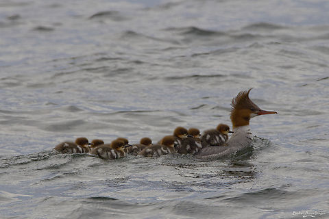 Female Common Merganser with chicks, Ontario, Canada, 26 May 2021 Female Common Merganser with chicks, O'Meara's Bay on Big Rideau Lake, Ontario, Canada, 26 May 2021. It was a grey, overcast day unfortunately, so lighting is not the best, but had to post these cute little fuzzballs on mama's back. Canada,Common merganser,Geotagged,Mergus merganser,Spring