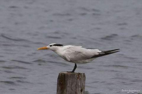 Royal Tern, 30 Sep 2022 Royal Tern photographed in Puerto Morelos, Quintana Roo, Mexico, 30 Sep 2022. Fall,Geotagged,Mexico,Royal tern,Thalasseus maximus