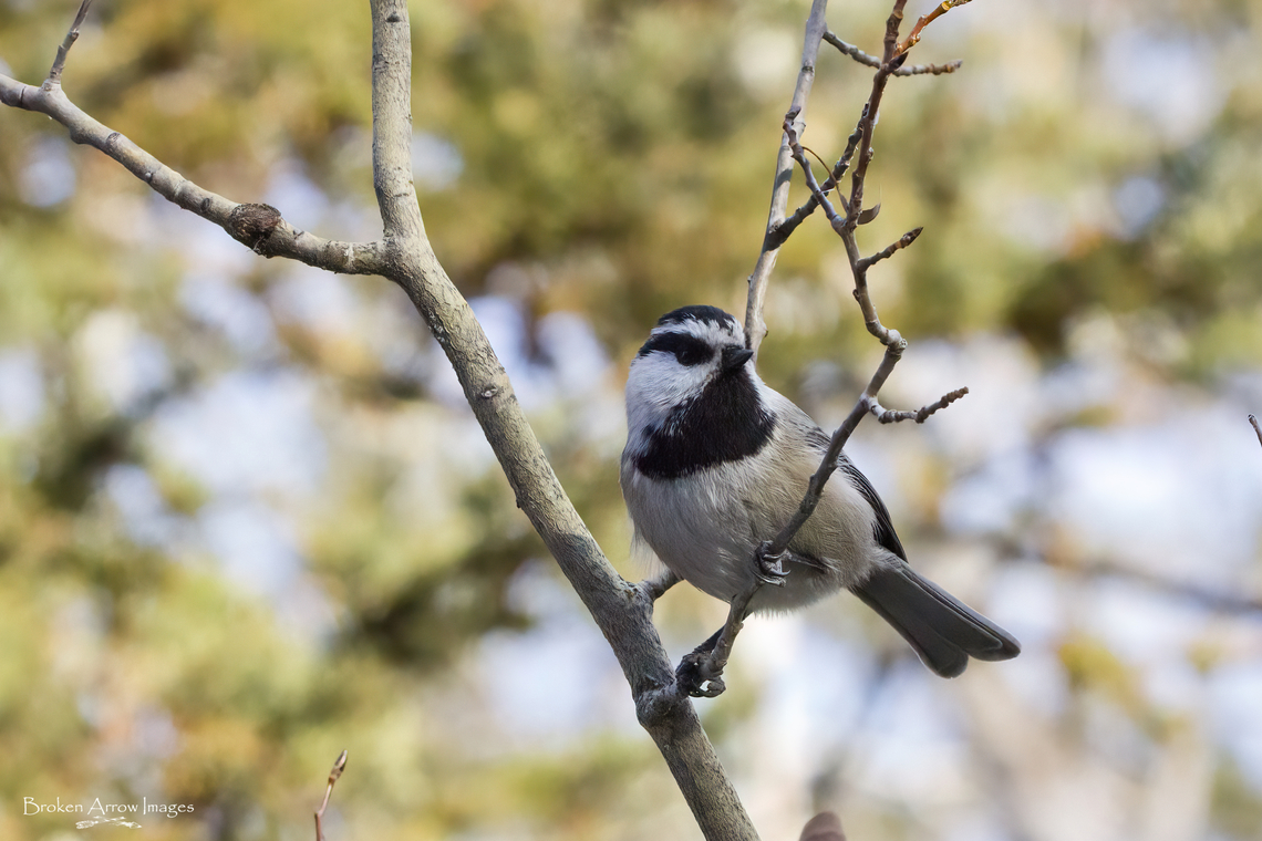 Mountain Chickadee 2023-11-27 Mountain Chickadee photographed at Bebo Grove - Fish Creek Provincial Park in Calgary, Alberta, Canada on 27 Nov 2023. Canada,Fall,Geotagged,Mountain chickadee,Poecile gambeli