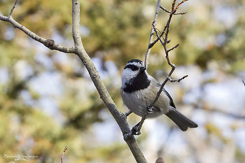 Mountain Chickadee 2023-11-27 Mountain Chickadee photographed at Bebo Grove - Fish Creek Provincial Park in Calgary, Alberta, Canada on 27 Nov 2023. Canada,Fall,Geotagged,Mountain chickadee,Poecile gambeli