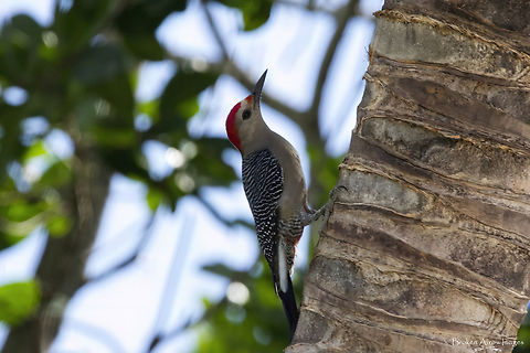 Golden-fronted Woodpecker 2022-10-02 Golden-fronted Woodpecker photographed in Puerto Morelos, Quintana Roo, Mexico, 2 Oct 2022. Fall,Geotagged,Melanerpes aurifrons,Mexico,golden fronted woodpecker