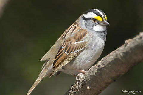 White-throated Sparrow 2022-04-30 White-throated Sparrow photographed at Fletcher Wildlife Gardens, Ottawa, Canada, on 30 April 2022. It landed so close in front of me that I couldn't quite fit it all into the frame. Canada,Geotagged,Spring,White-throated sparrow,Zonotrichia albicollis