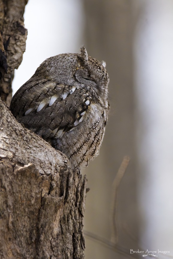 Eastern Screech-Owl 2022-04-11 Eastern Screech-Owl photographed at Mud Lake, Ottawa, Canada, on 11 April 2022. Canada,Eastern Screech Owl,Geotagged,Megascops asio,Spring