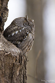 Eastern Screech-Owl 2022-04-11 Eastern Screech-Owl photographed at Mud Lake, Ottawa, Canada, on 11 April 2022. Canada,Eastern Screech Owl,Geotagged,Megascops asio,Spring