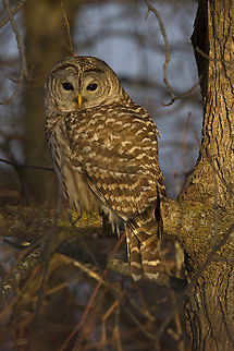 Barred Owl Barred Owl photographed at Fletcher Wildlife Gardens, Ottawa, Canada, on 4 Feb 2024. Barred Owl,Canada,Geotagged,Strix varia,Winter