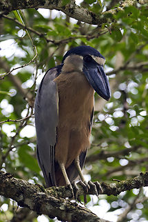 Boat-billed Heron 2024-07-23 IMG_4621 Boat-billed Heron, Tempisque River, Palo Verde National Park, Costa Rica, 2024-07-23. Boat-billed Heron,Cochlearius cochlearius,Costa Rica,Geotagged,Summer