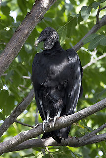 Black Vulture, Costa Rica, 2024-07-26 Black Vulture, Playas del Coco, Costa Rica, 2024-07-26 Black vulture,Coragyps atratus,Costa Rica,Geotagged,Summer