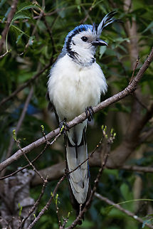 White-throated Magpie-Jay 2024-07-23 White-throated Magpie-Jay photographed near Playas del Coco on July 23, 2024. Calocitta formosa,Costa Rica,Geotagged,Summer,White-throated magpie-jay