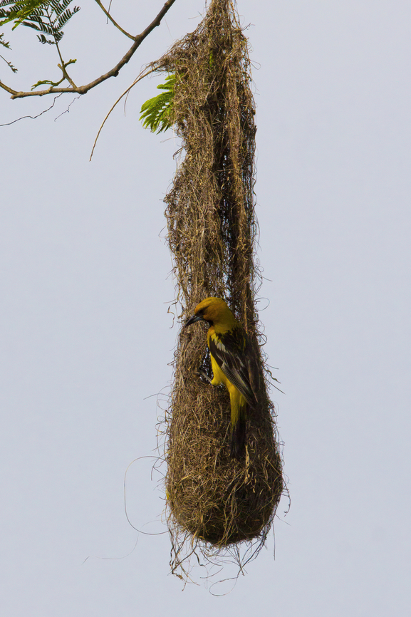 Streak-backed Oriole on nest 2024-07-23 Streak-backed Oriole on nest, photographed near Playas del Coco, costa Rica, July 23, 2024. Costa Rica,Geotagged,Icterus pustulatus,Streak-backed oriole,Summer