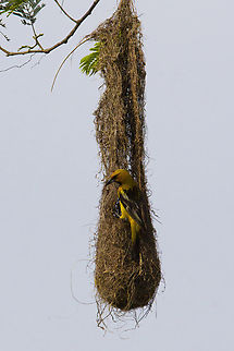 Streak-backed Oriole on nest 2024-07-23 Streak-backed Oriole on nest, photographed near Playas del Coco, costa Rica, July 23, 2024. Costa Rica,Geotagged,Icterus pustulatus,Streak-backed oriole,Summer