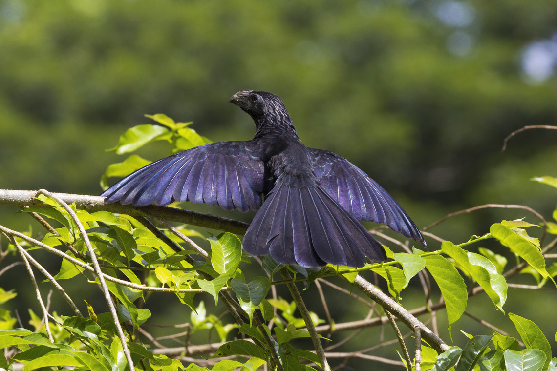 Groove-billed Ani, Costa Rica 2024-07-23 Groove-billed Ani sunning itself, Tempisque River, Costa Rica, July 23, 2024. Costa Rica,Crotophaga sulcirostris,Geotagged,Groove-billed Ani,Summer
