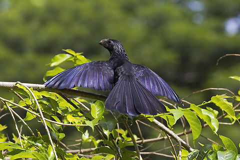 Groove-billed Ani, Costa Rica 2024-07-23 Groove-billed Ani sunning itself, Tempisque River, Costa Rica, July 23, 2024. Costa Rica,Crotophaga sulcirostris,Geotagged,Groove-billed Ani,Summer