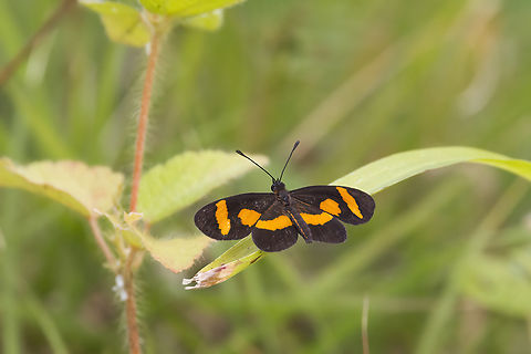 Microtia elva (Elf butterfly) Photographed in the hills near Playas del Cocos, Costa Rica. Costa Rica,Geotagged,Microtia (butterfly),Microtia elva,Summer