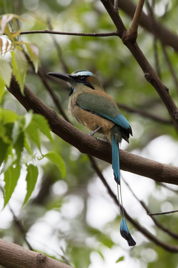 Turquoise-browed Motmot 2024-07-22 Turquoise-browed Motmot photographed near Playas del Cocos, Costa Rica, July 22, 2024. Costa Rica,Eumomota superciliosa,Geotagged,Summer,Turquoise-browed motmot