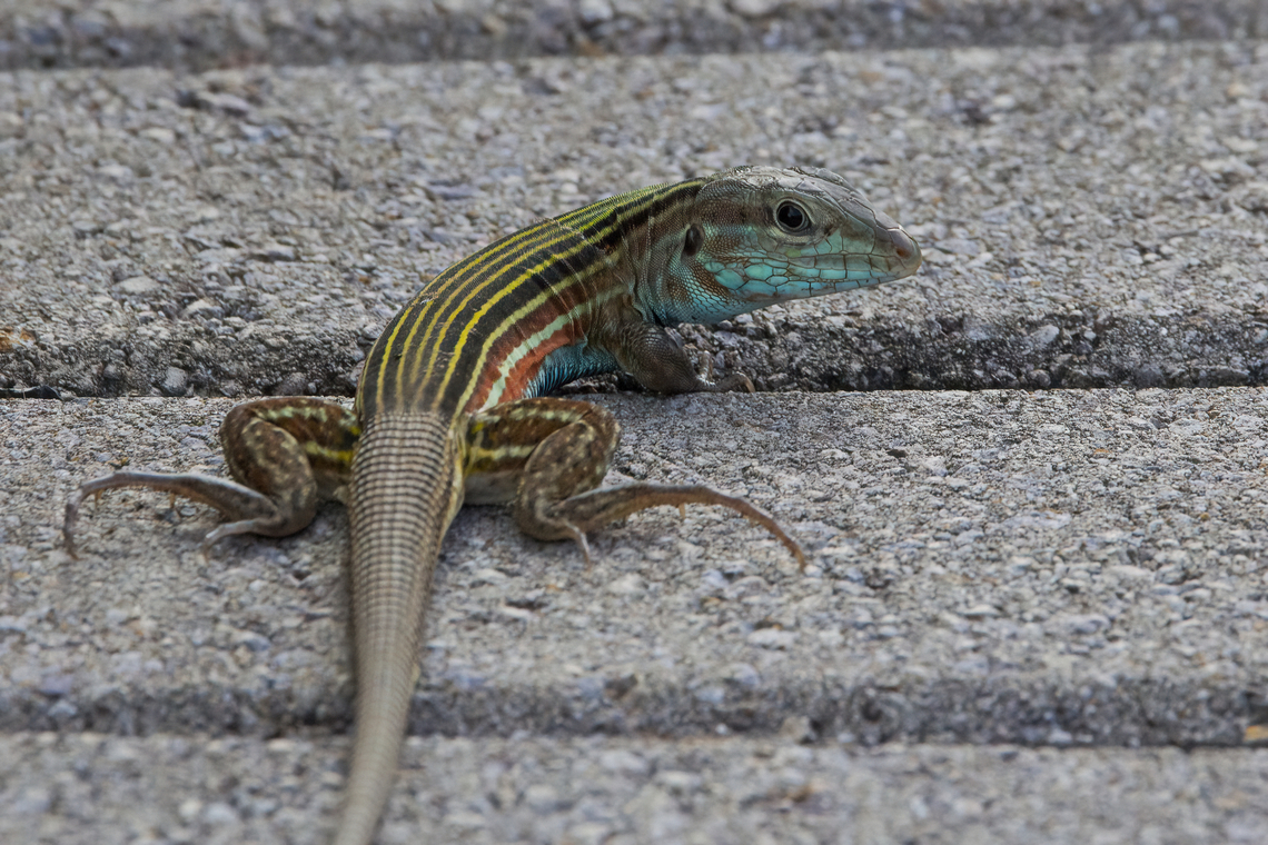 Blackbelly Racerunner lizard 2024-07-20  Aspidoscelis deppii,Blackbelly racerunner,Costa Rica,Geotagged,Summer
