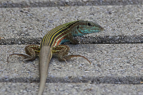Blackbelly Racerunner lizard 2024-07-20  Aspidoscelis deppii,Blackbelly racerunner,Costa Rica,Geotagged,Summer