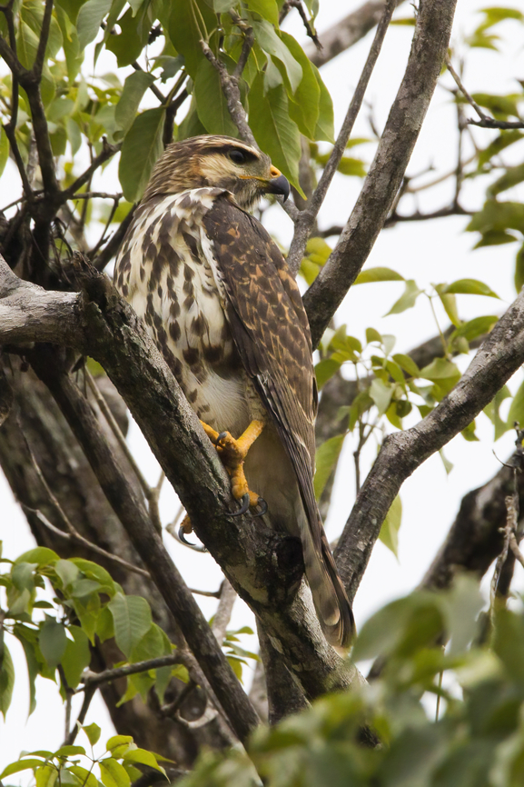 Gray Hawk (juvenile) A juvenile Gray Hawk photographed in Playas del Coco, Costa Rica on 22 July 2024. Buteo plagiatus,Costa Rica,Geotagged,Gray hawk,Summer