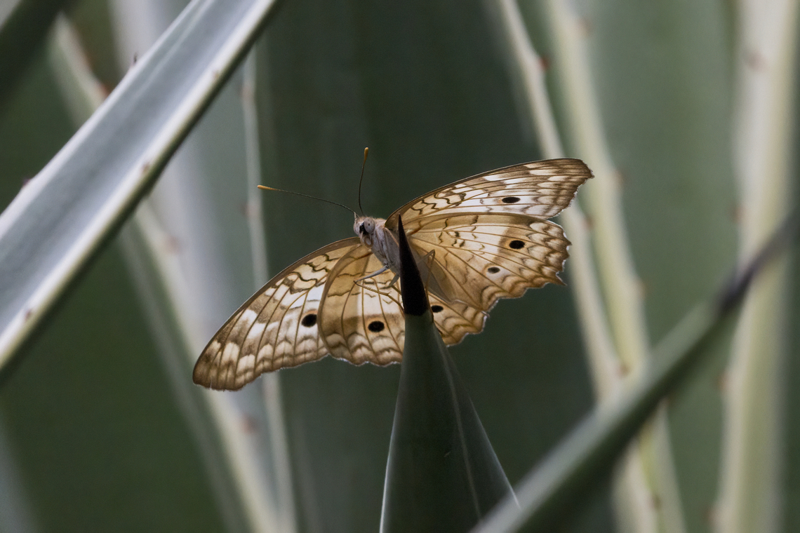 White Peacock butterfly White Peacock butterfly photographed in Playas del Coco, Costa Rica, 22 July 2024. Anartia jatrophae,Costa Rica,Geotagged,Summer,White Peacock