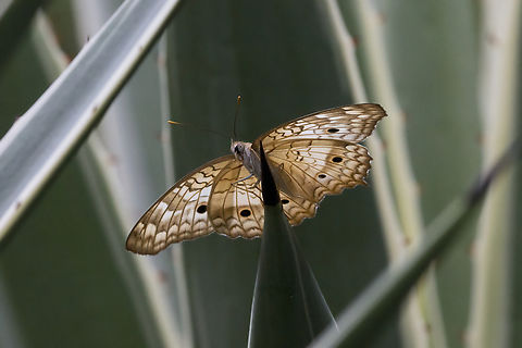 White Peacock butterfly White Peacock butterfly photographed in Playas del Coco, Costa Rica, 22 July 2024. Anartia jatrophae,Costa Rica,Geotagged,Summer,White Peacock