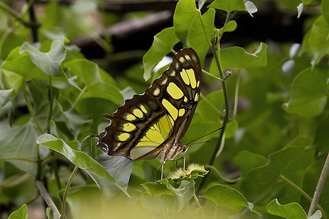Malachite butterfly Malachite butterfly photographed at Playas del Coco on 23 July 2024. Costa Rica,Geotagged,Malachite,Siproeta stelenes,Summer