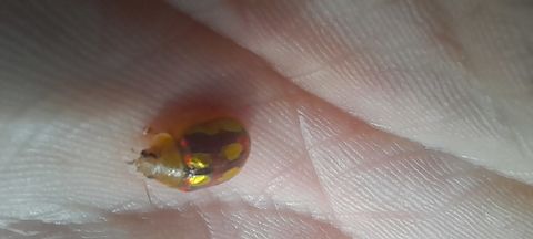 20231029_160022  Paropsisterna gloriosa