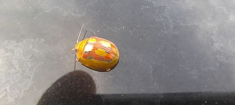 20231029_160403  Paropsisterna nobilitata