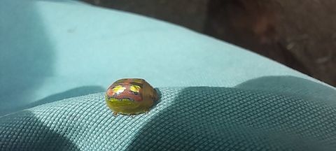 20231029_160143  Paropsisterna gloriosa