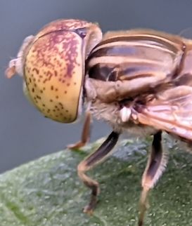 Lalat bunga bermata garis Lalat Bunga Bermata Garis, dari famili Syrphidae, biasa disebut Lalat Bunga atau Melayang karena kebiasaannya melayang-layang ala burung kolibri di atas bunga untuk mencari nektar #lakatbunga,#llalat,#macrophoto