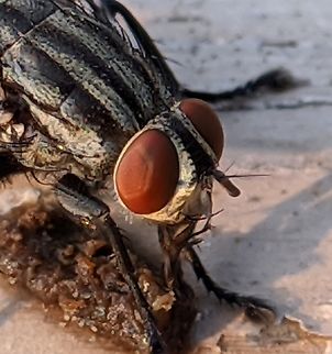 lalat rumah Lalat rumah adalah lalat dari subordo Cyclorrhapha. Lalat ini diyakini telah berevolusi dalam era Kenozoikum, mungkin di Timur Tengah, dan telah menyebar ke seluruh dunia sebagai spesies yang memiliki hubungan komensalisme dengan manusia. Spesies ini adalah spesies lalat yang paling umum ditemukan di rumah #lalat,#lalatrumah,#serangga