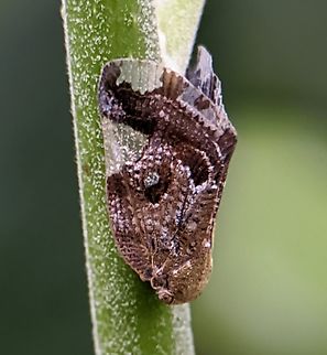 IMG_20231101_210435  Ricania speculum,Ricaniid Planthopper