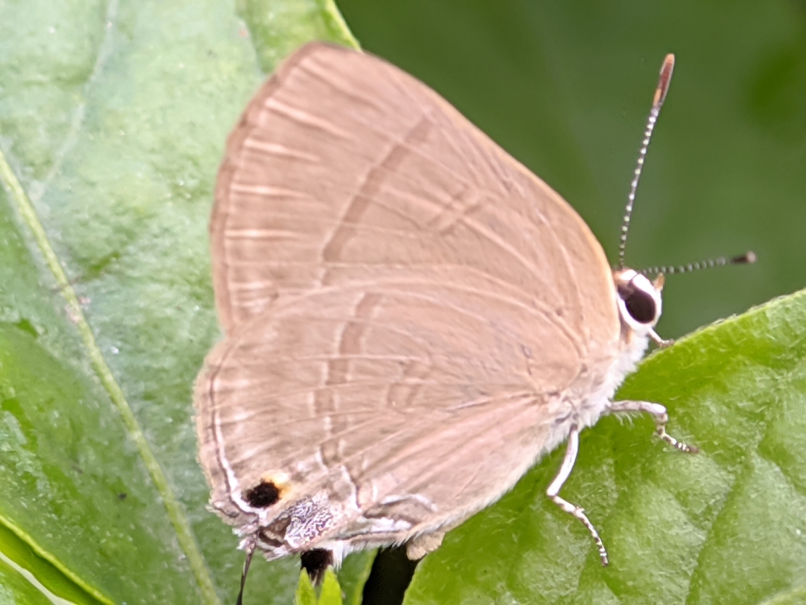 Rapala manea, Rapala manea, slate flash, adalah kupu-kupu dari keluarga Lycaenidae. Ini ditemukan di sebagian besar wilayah Indomalay. Lebar sayap adalah 24-26 mm. Jantan dewasa memiliki sayap berwarna coklat tua dengan sedikit warna ungu pada area sel sayap. #bunga,#kupu-kupu,#serangga,Rapala manea,Slate Flash