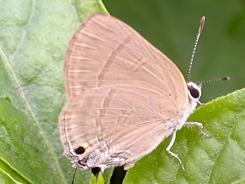 Rapala manea, Rapala manea, slate flash, adalah kupu-kupu dari keluarga Lycaenidae. Ini ditemukan di sebagian besar wilayah Indomalay. Lebar sayap adalah 24-26 mm. Jantan dewasa memiliki sayap berwarna coklat tua dengan sedikit warna ungu pada area sel sayap. #bunga,#kupu-kupu,#serangga,Rapala manea,Slate Flash
