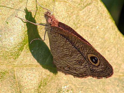 IMG_20231029_061958  Common evening brown,Melanitis leda