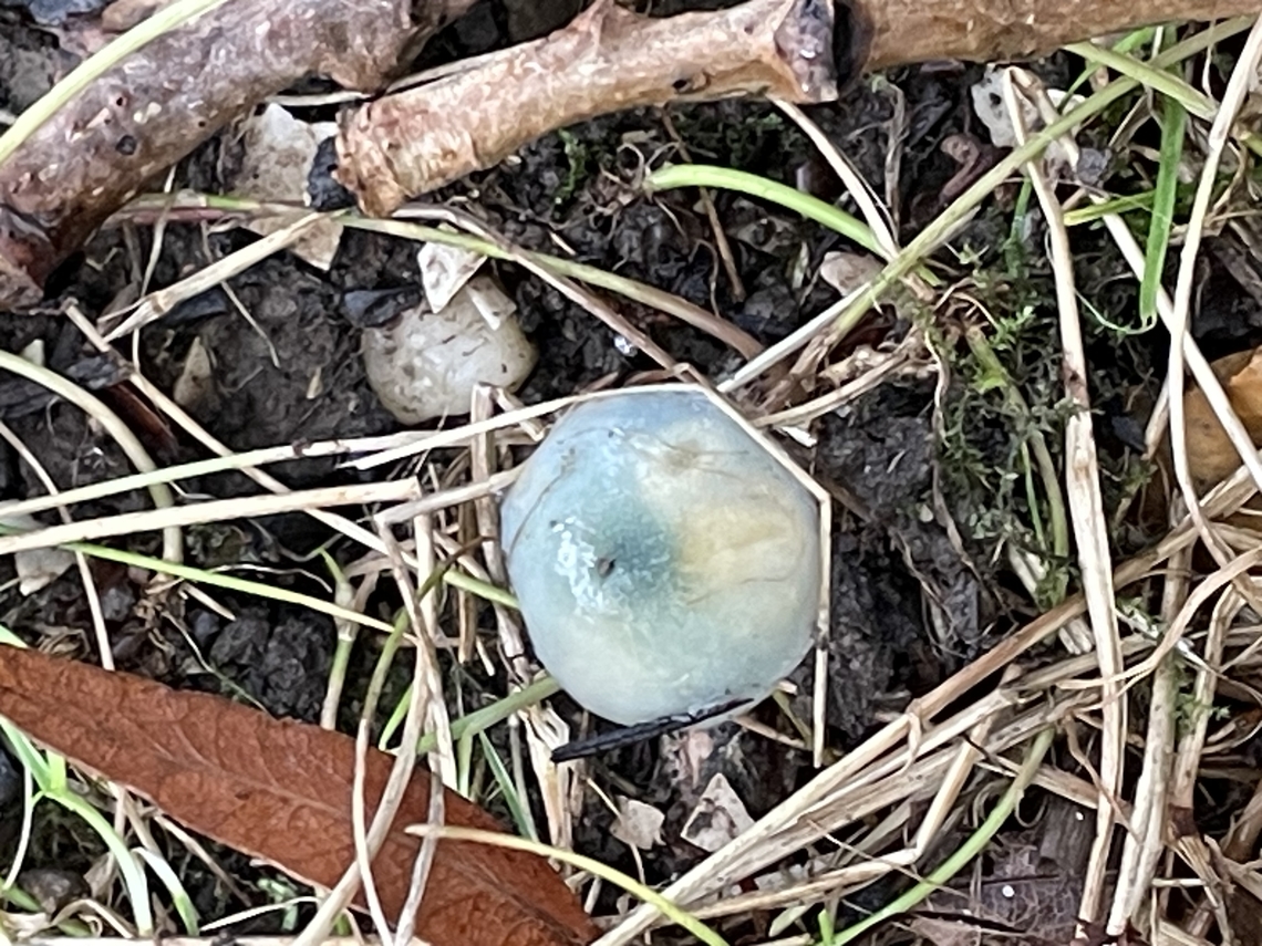 Blue fungi Small mushrooms found under Silver Birch, rural Essex, UK. blue fungi