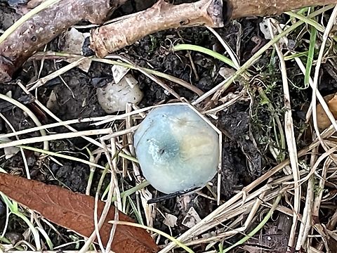 Blue fungi Small mushrooms found under Silver Birch, rural Essex, UK. blue fungi